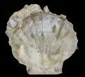 Fossil Pectin (Chesapecten) - Virginia #66402-1